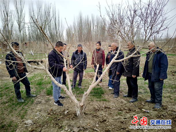 讲解修剪要点。喀伍力江 摄 讲解修剪要点。喀伍力江 摄