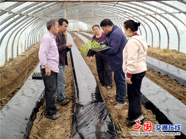 技术人员讲解甜瓜苗移栽注意事项 喀伍力江 摄&nbsp;