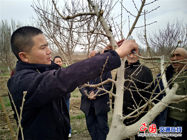 进行修剪示范。喀伍力江 摄 进行修剪示范。喀伍力江 摄