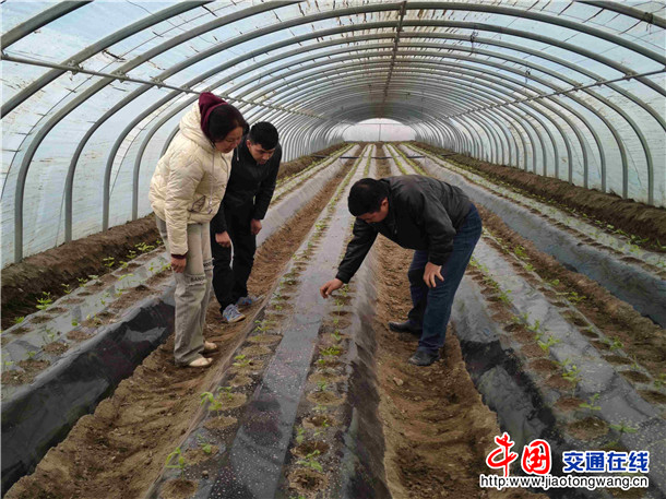 查看菜苗长势。喀伍力江 摄