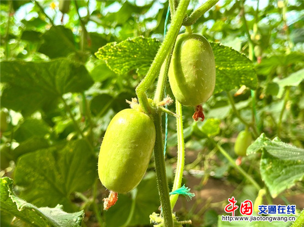 成熟的水果黄瓜。娜扎凯提 摄