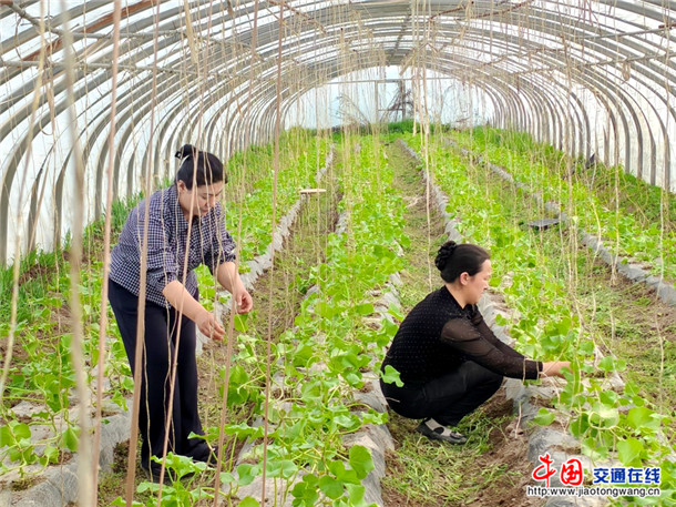 甜瓜苗吊蔓。喀伍力江 摄 甜瓜苗吊蔓。喀伍力江 摄