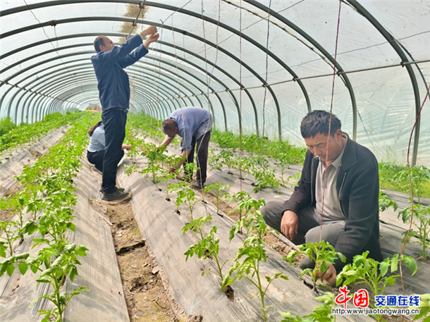 西红柿苗上架。喀伍力江 摄 西红柿苗上架。喀伍力江 摄