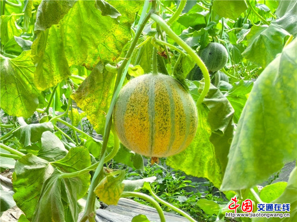 成熟的甜瓜。喀伍力江 摄