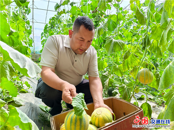 甜瓜装箱。喀伍力江 摄