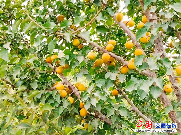 英吉沙杏。县社保中心驻乌恰镇阿亚克包孜洪村工作队 李利 供