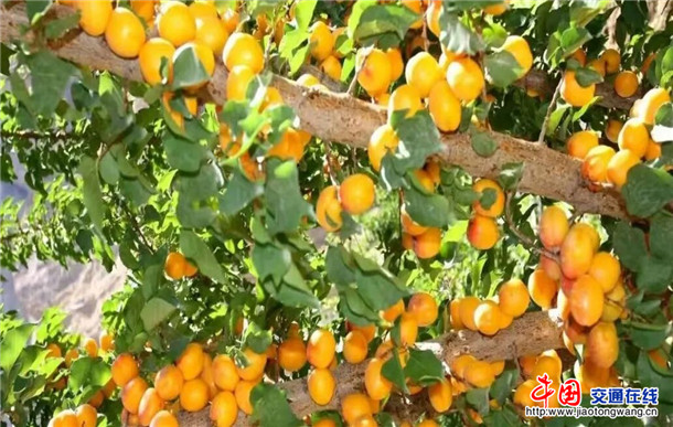 成熟的英吉沙杏挂满枝头。通讯员 李利 供