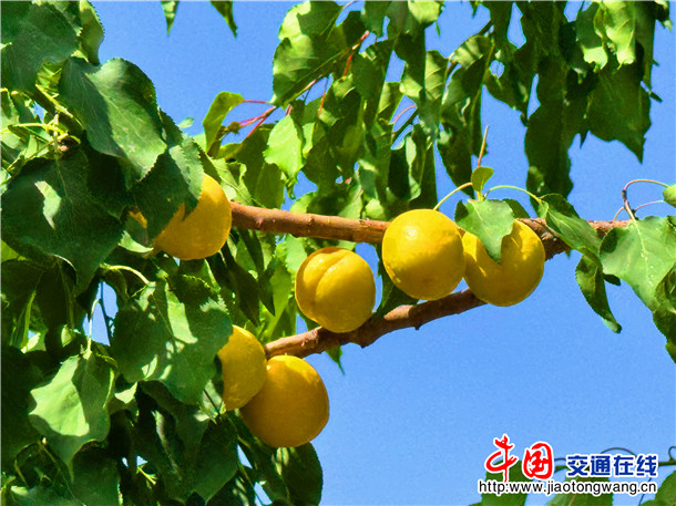 英吉沙杏。娜扎凯提 摄 英吉沙杏。娜扎凯提 摄