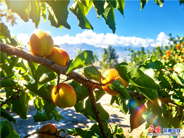 英吉沙杏。娜扎凯提 摄 英吉沙杏。娜扎凯提 摄