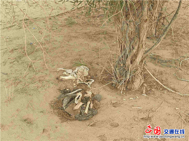 8月6日，岳普湖县与42团戈壁滩交界发现一处人为掩埋的野生动物残骸+供图：马越